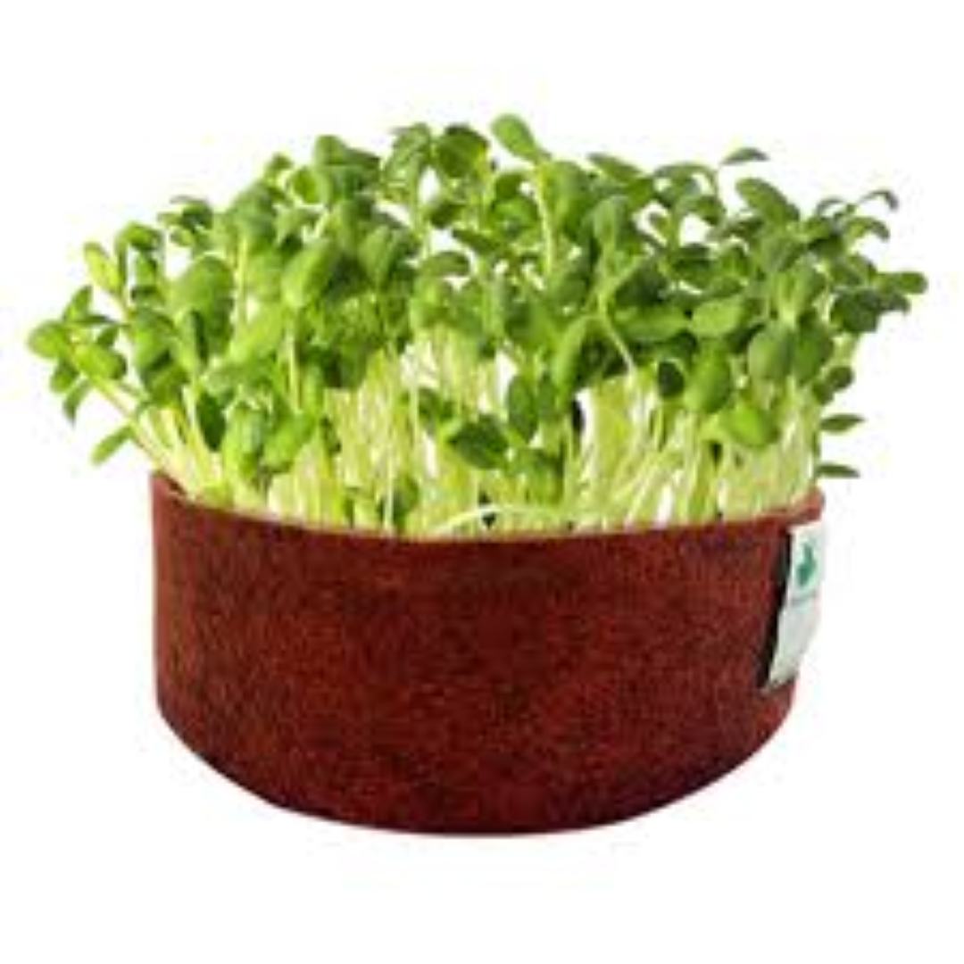 GARNISH GARDEN MICROGREENS SUNFLOWER 30G